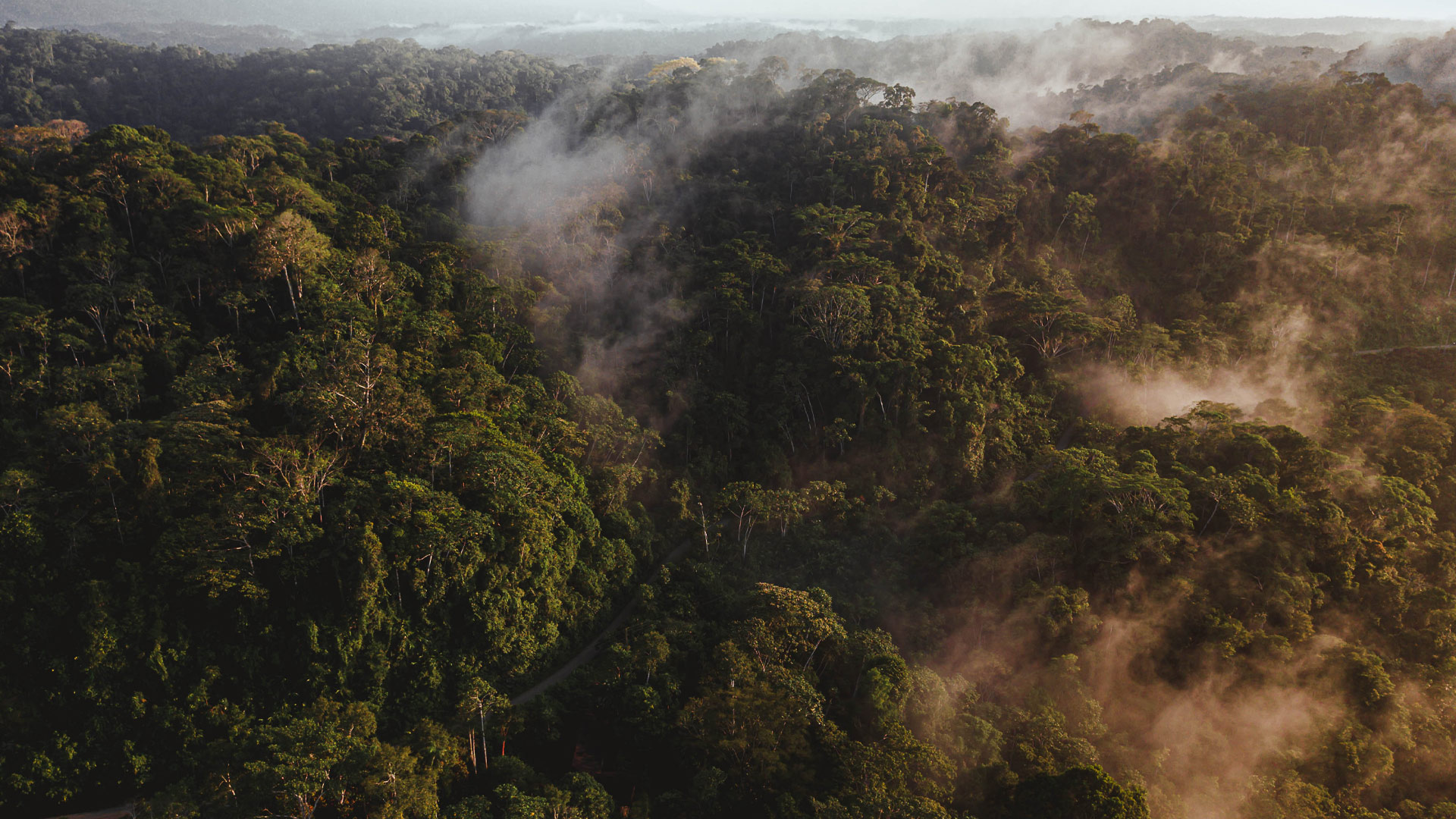 Dense Amazon Rainforest