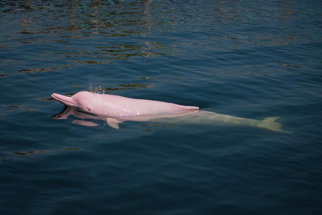 Dolphin Swimming In the river of Amazon RainForest