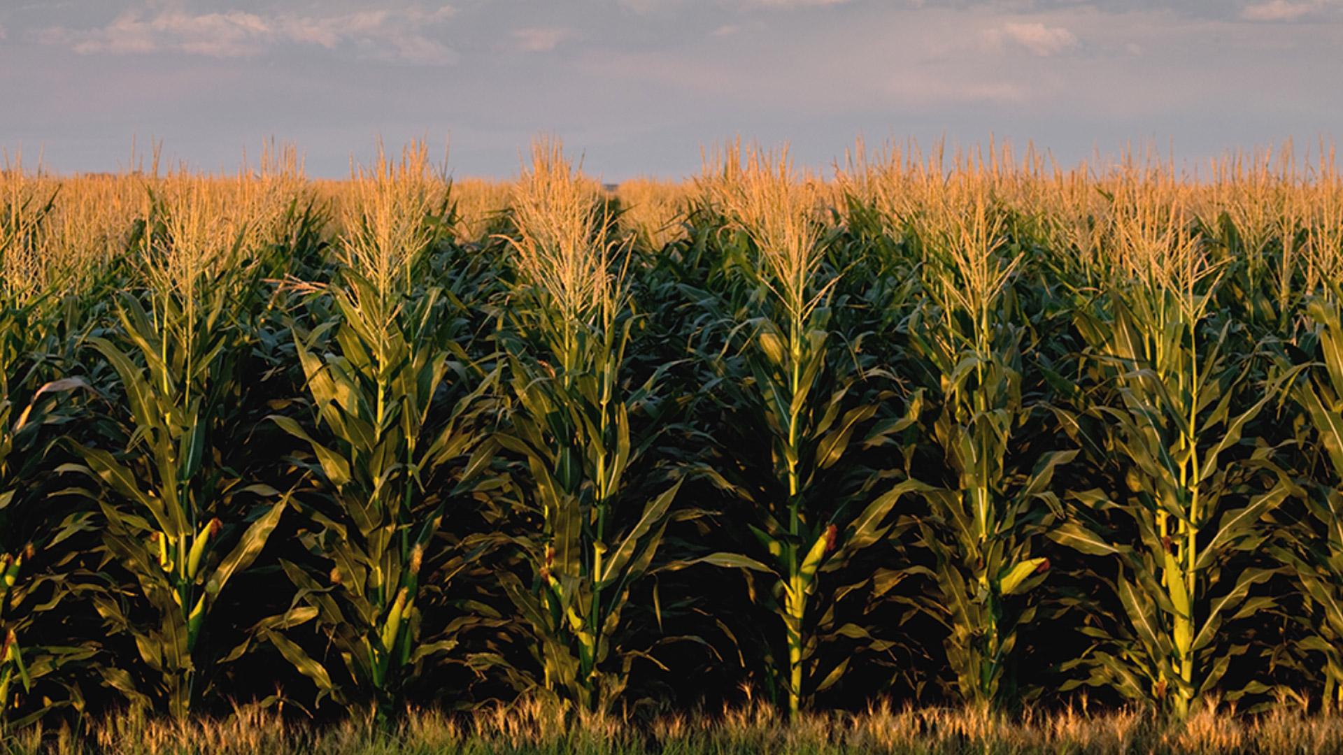 Corn Field