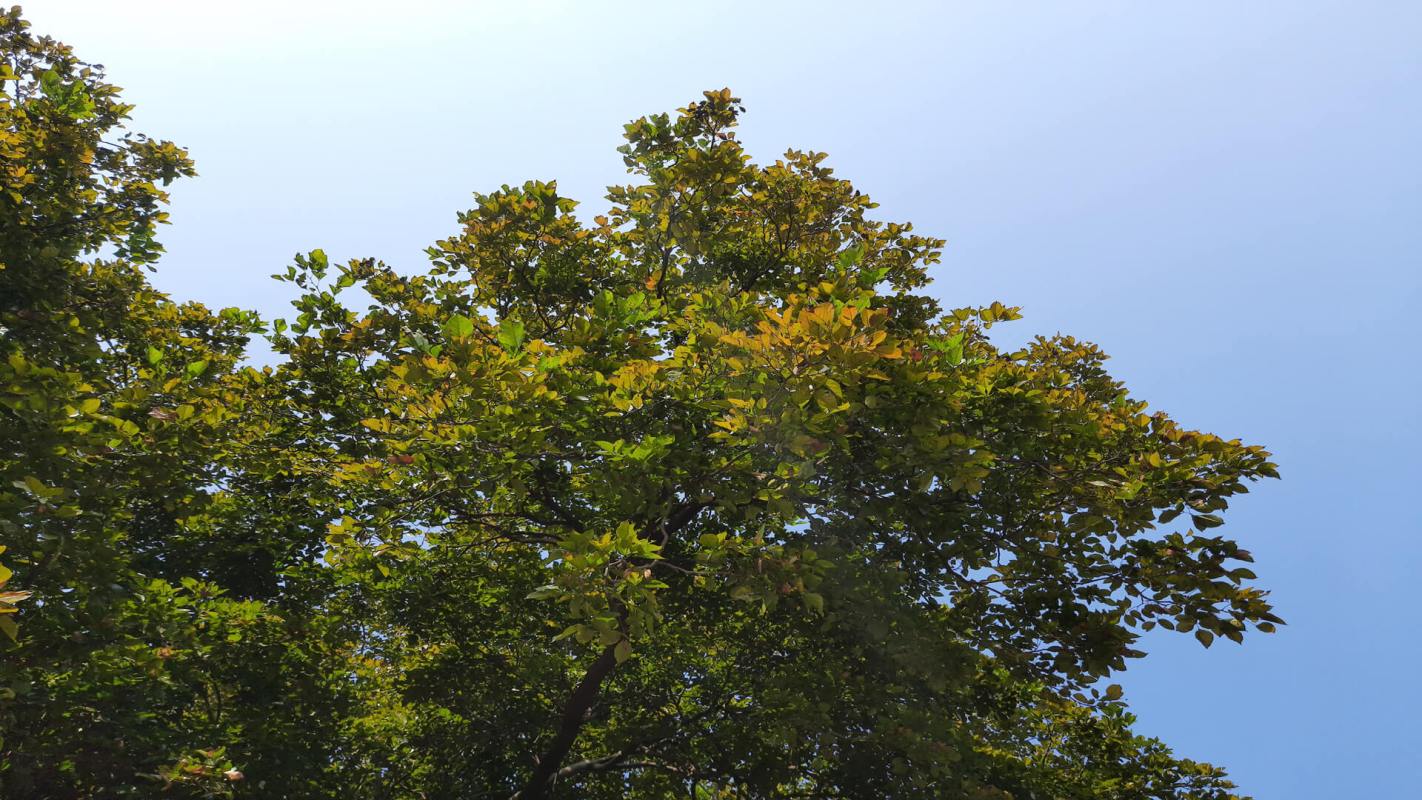 Miracle tree that can grow on extremely dry land could help fight hunger and global overheating