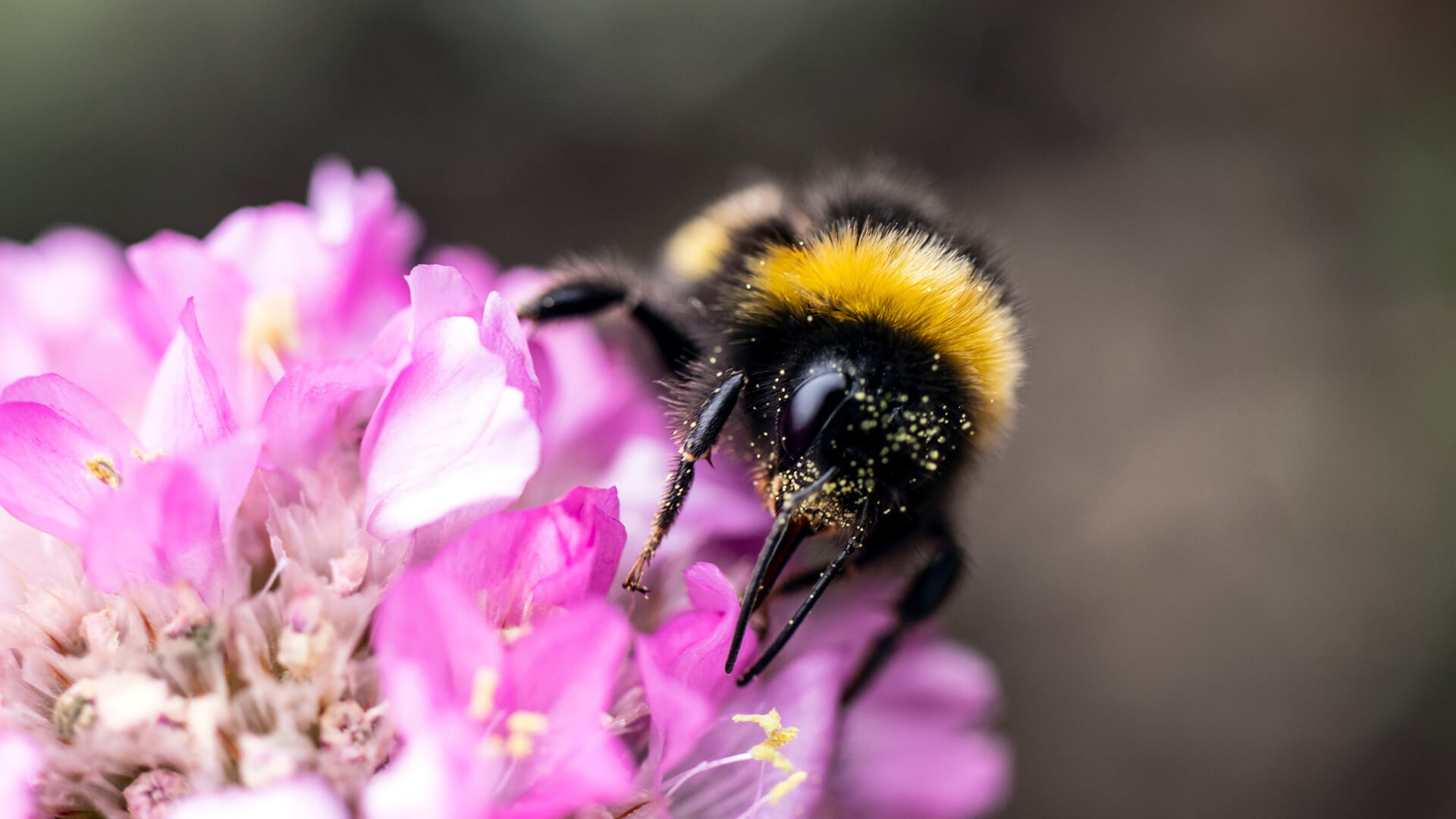 Place for pollinators