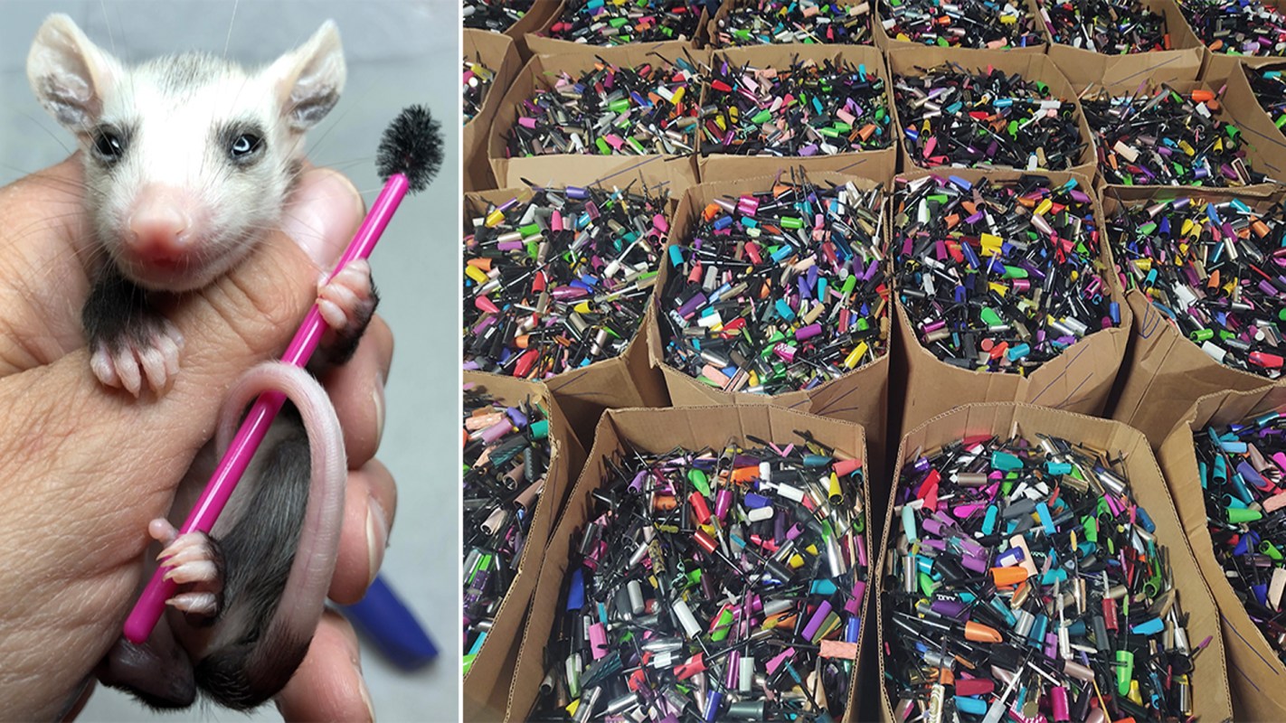 Used mascara wands to use in wildlife rehabilitation