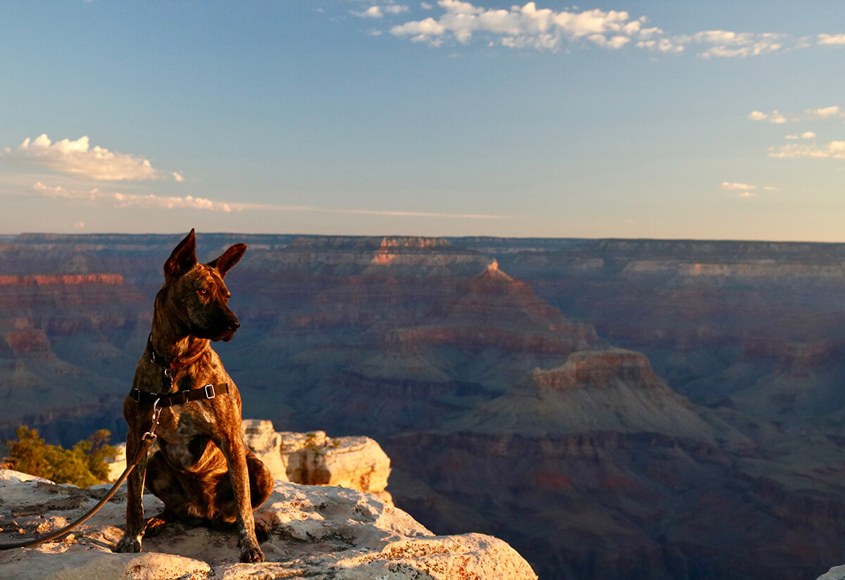 Brown Dog in Grand Canyon Park, Arizona