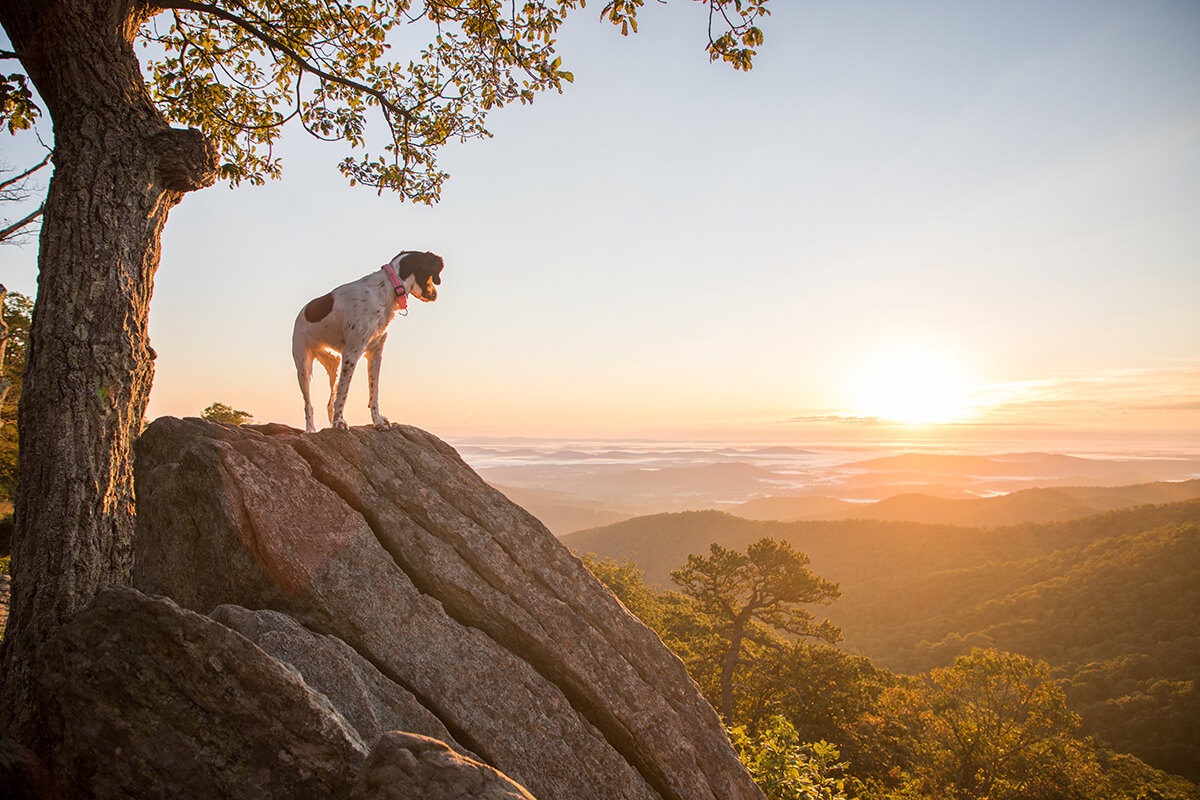 Shenandoah National Park, Virginia