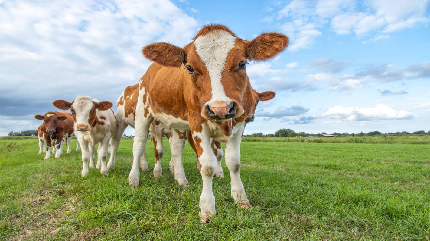 Ben & Jerry's feed cows red seaweed