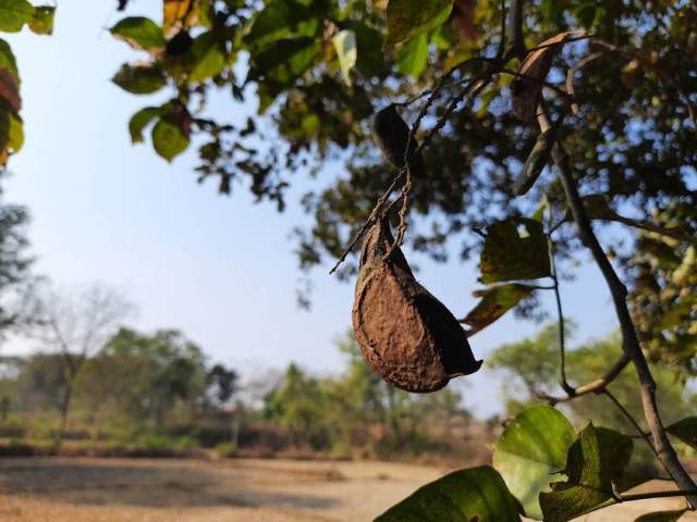 Miracle trees oil-rich seeds for biofuel