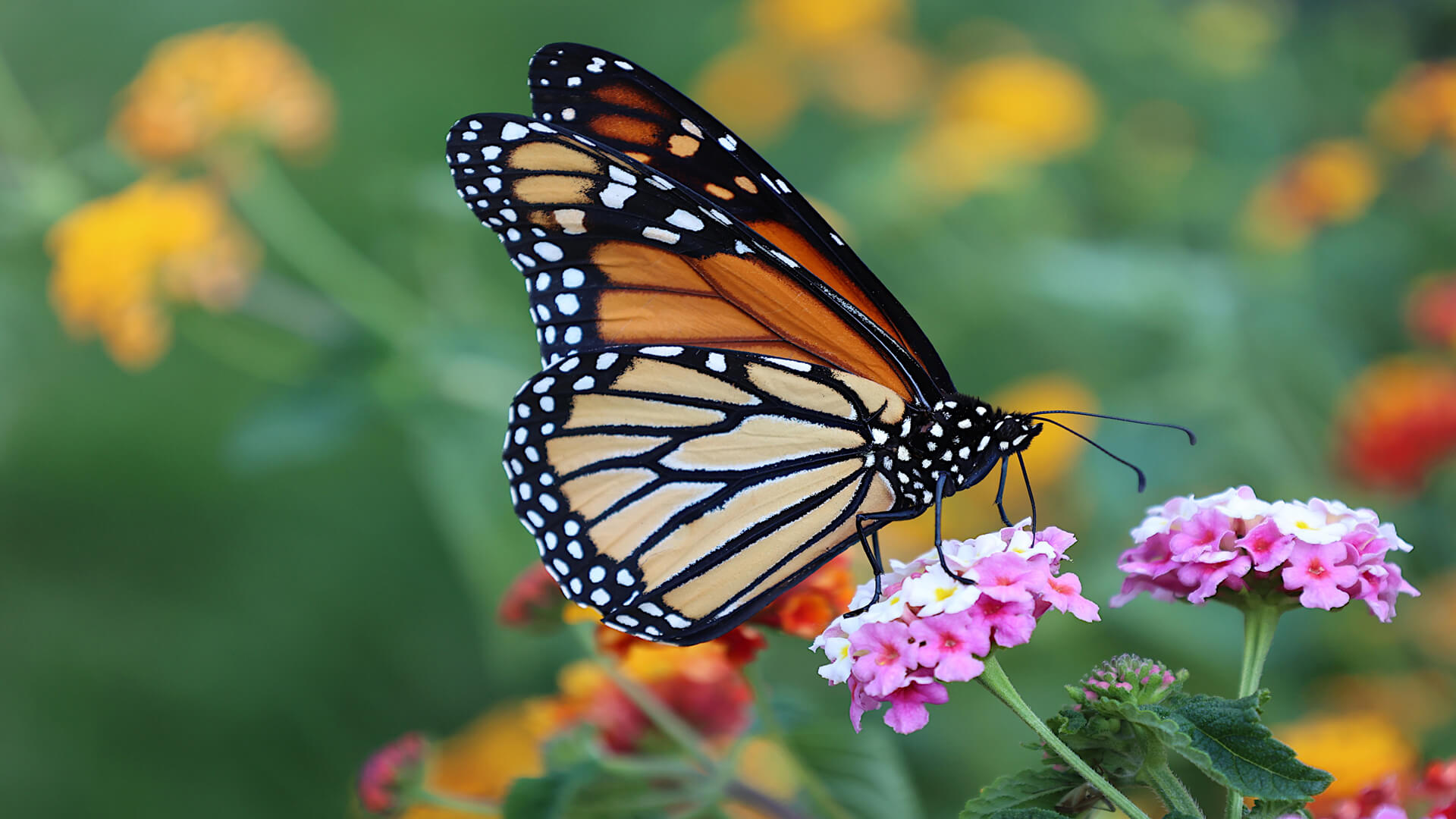 Endangered monarch butterflies