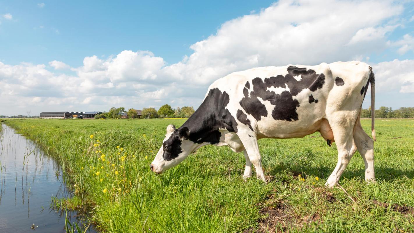 Wilbur Tennant: Farmer uncovers company's secret after cows die