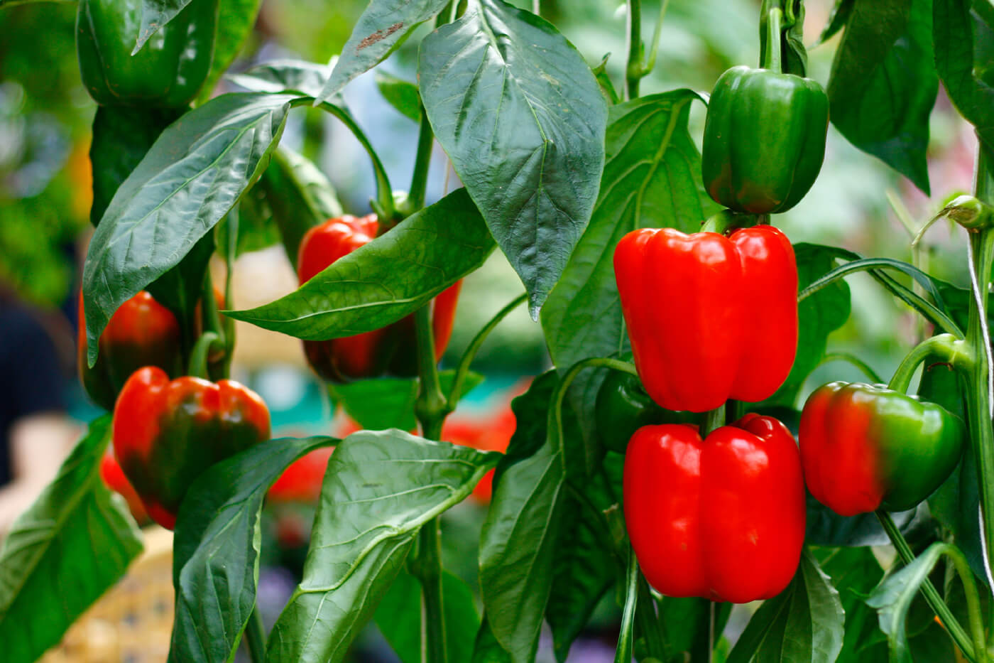 Bell Peppers