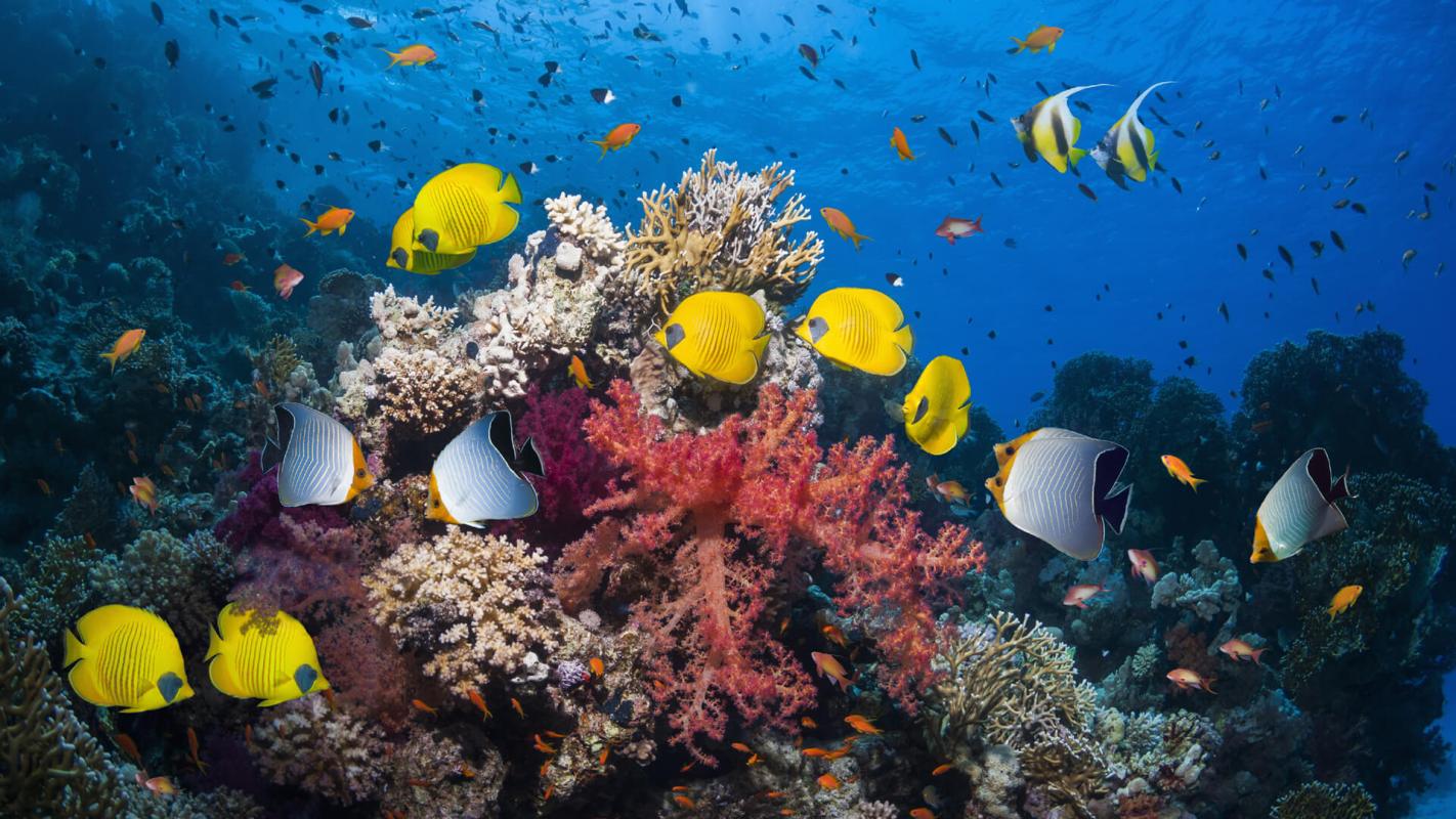 Australia's Great Barrier Reef