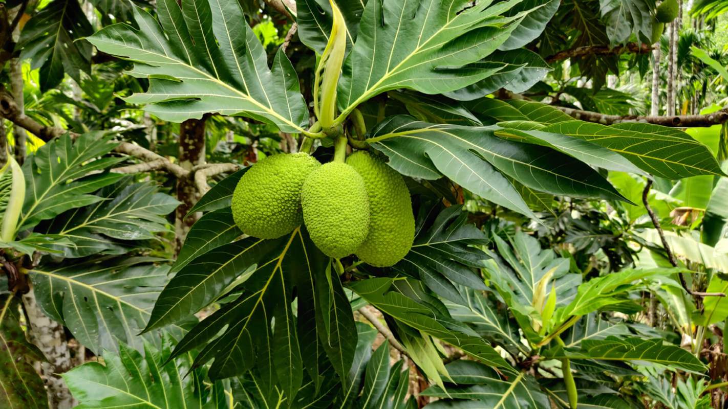 This healthy food is related to jackfruit