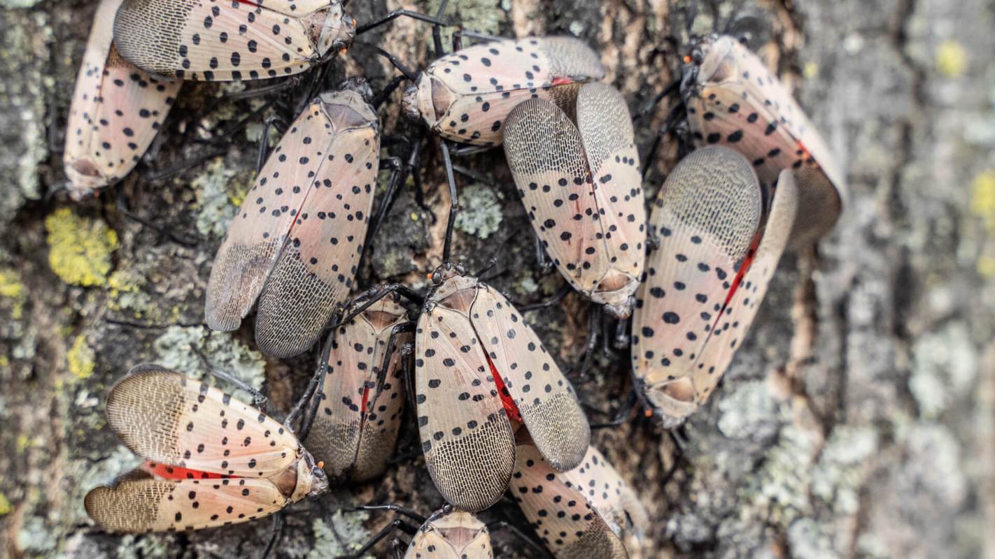 Invasive species can wreak havoc on a local ecosystem