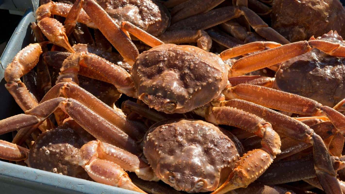 Alaskan snow crabs