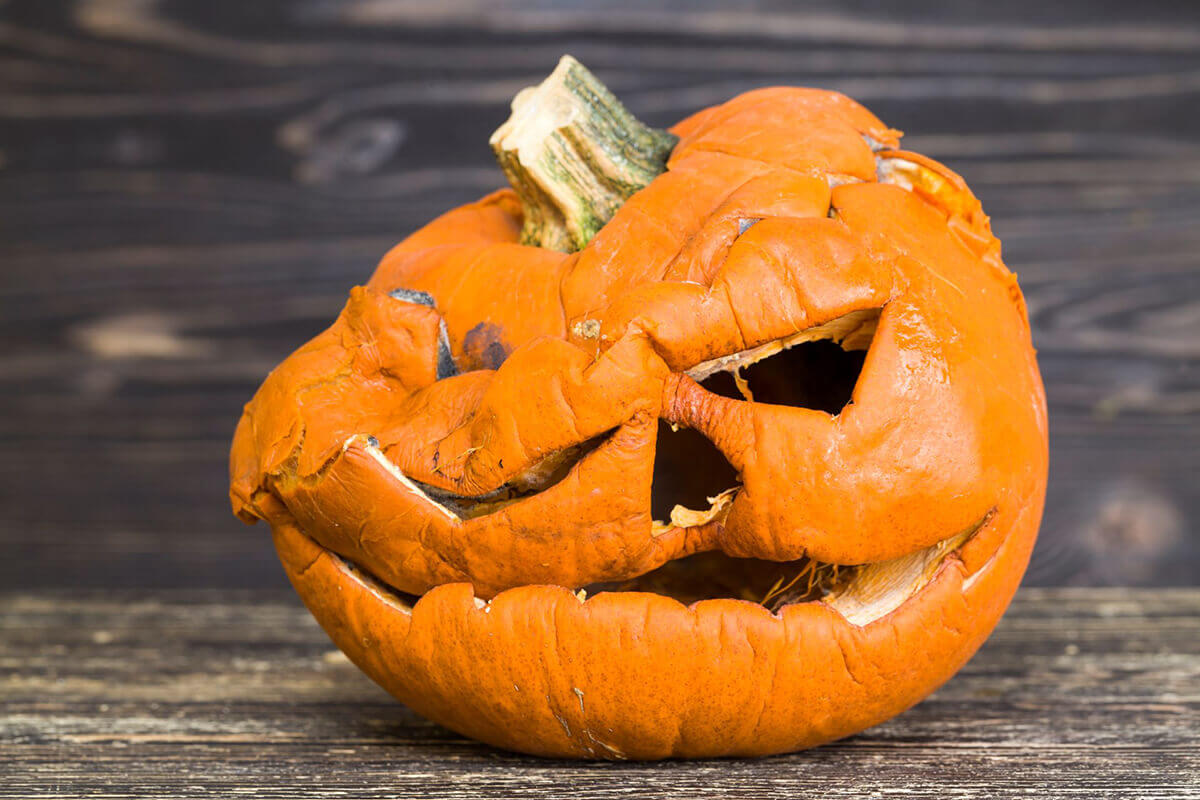 Don't throw out your pumpkins!