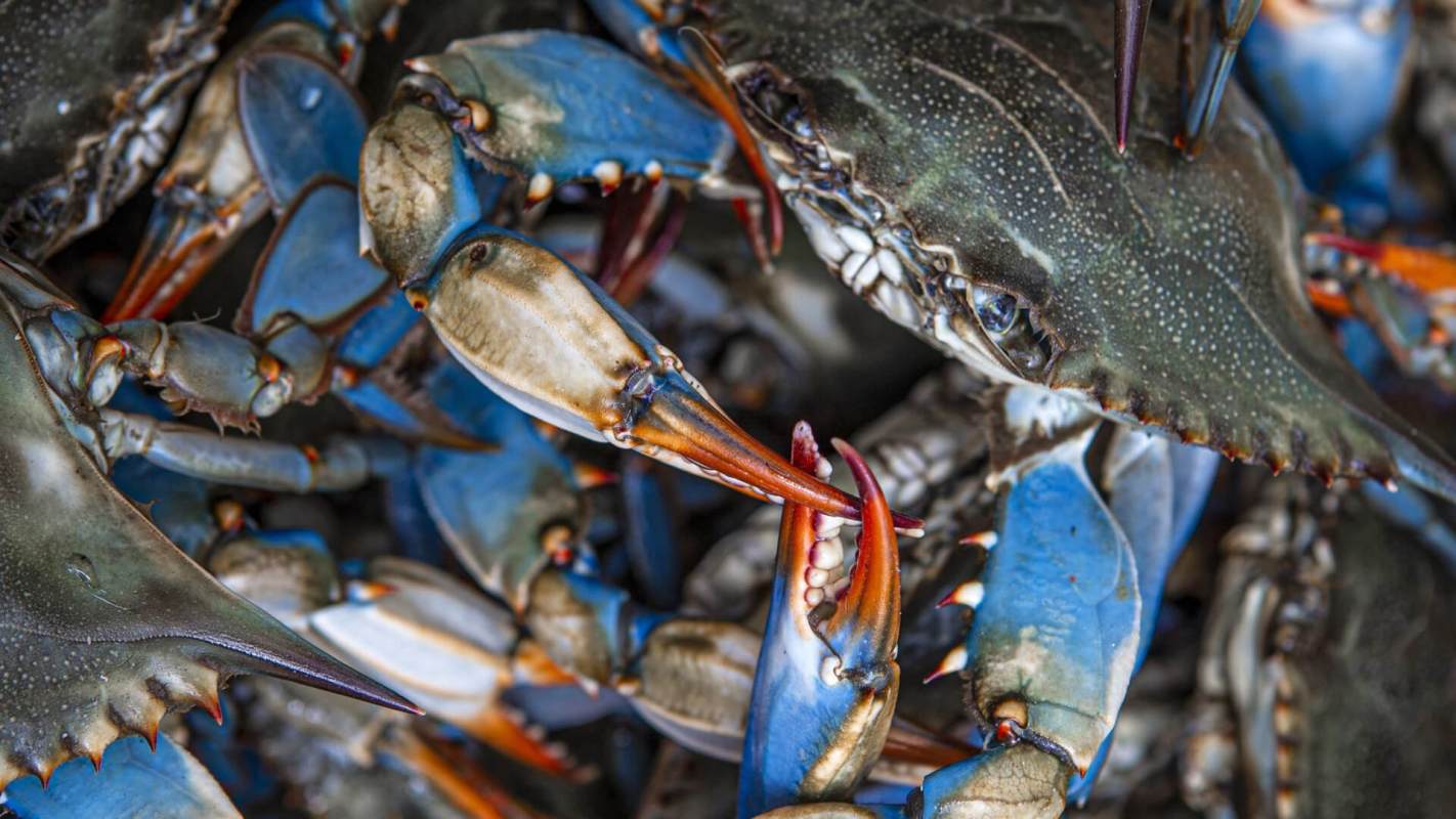 Shellfish batteries