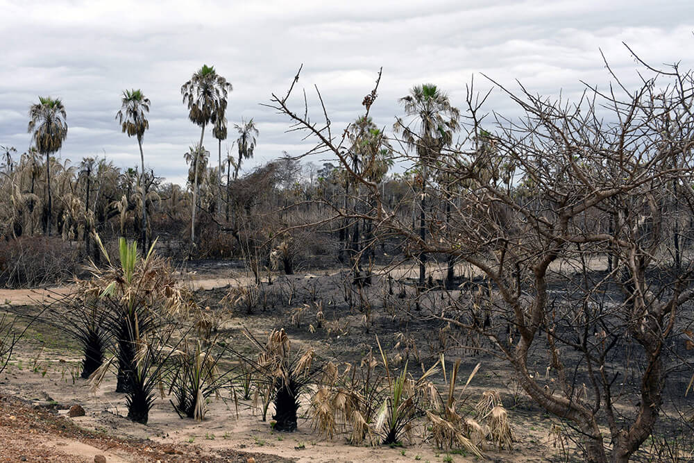 Brazil's intense drought