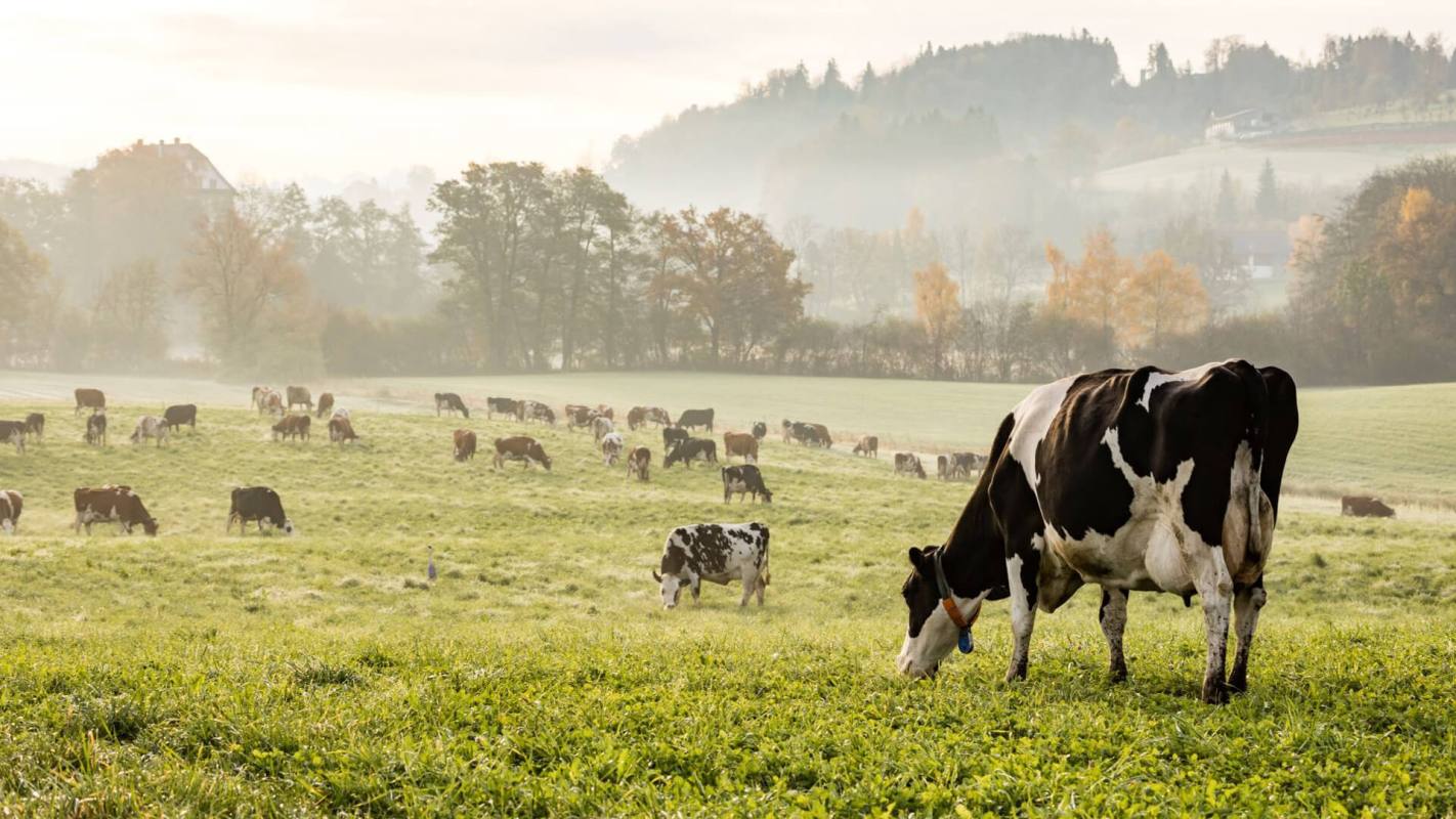 Dickinson’s College Farm