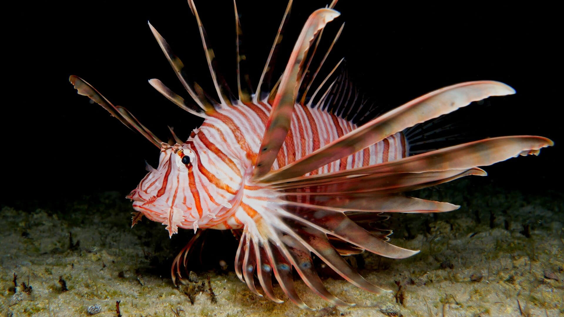 lionfish, a poisonous, invasive species