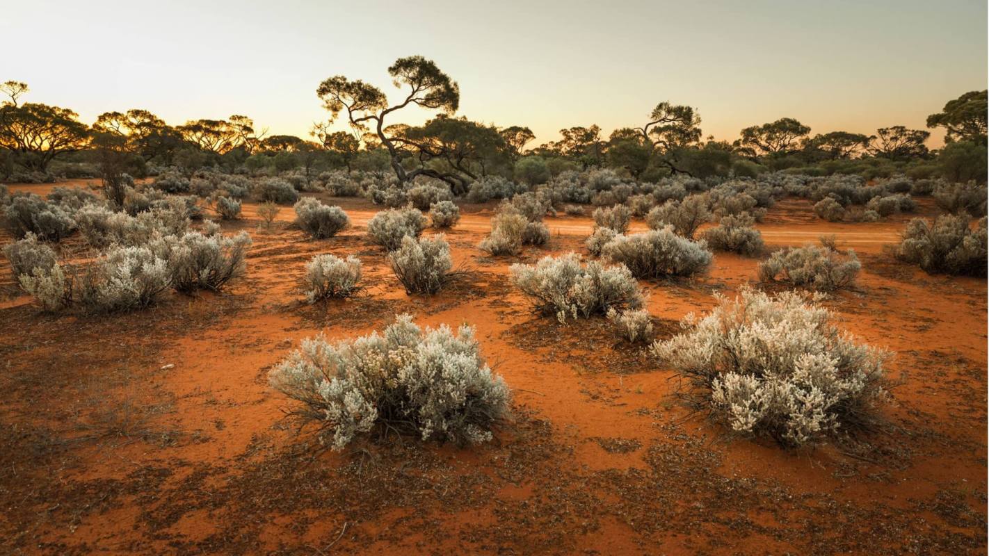 Scientists say Alcohol good for plants