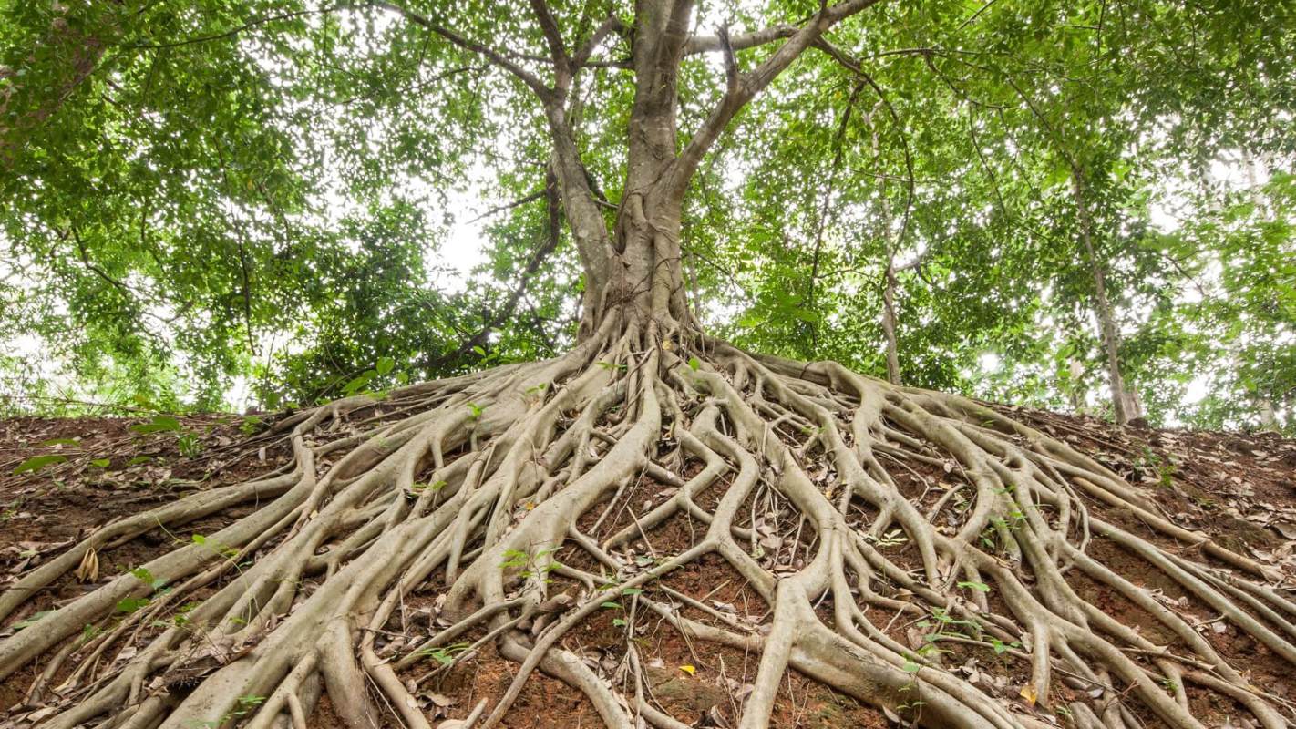 Wood wide web Tree roots