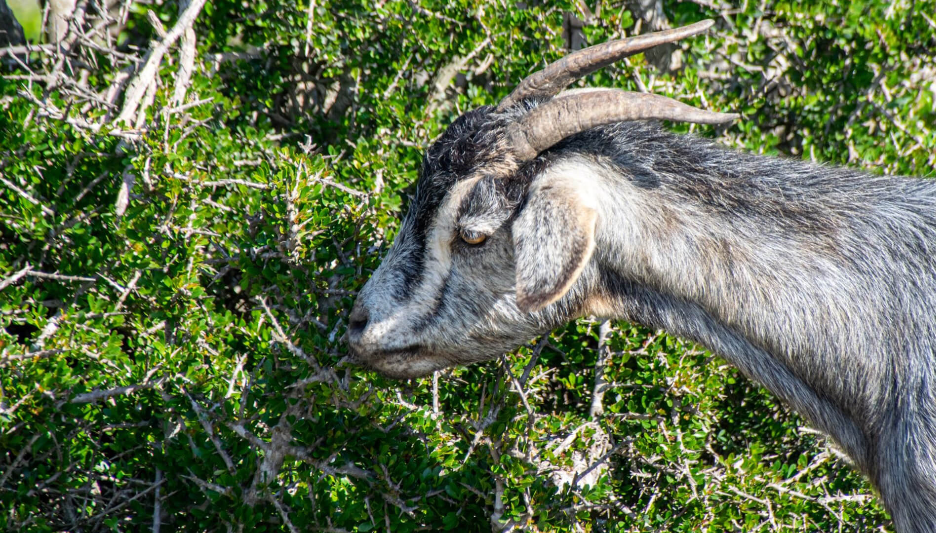 Knox Goats