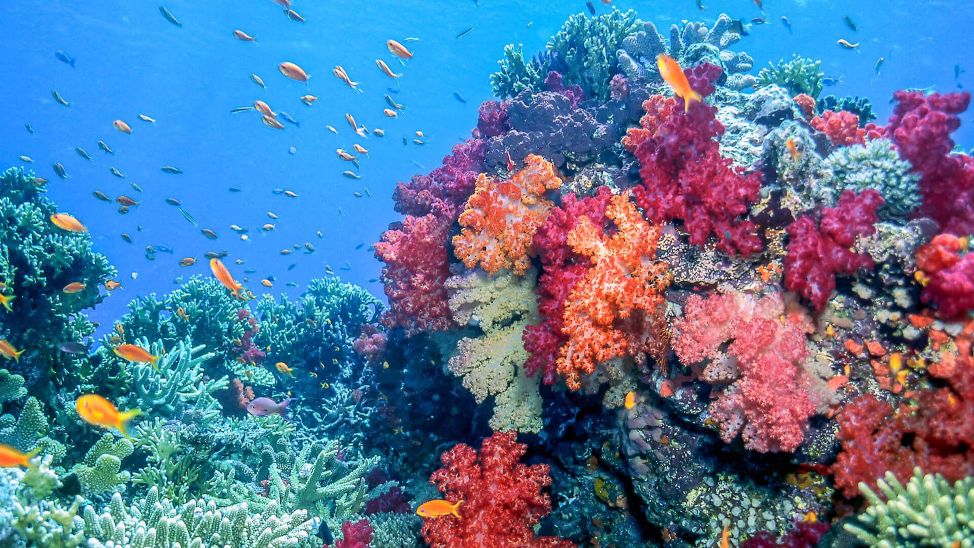 Coral factory, Coral reefs