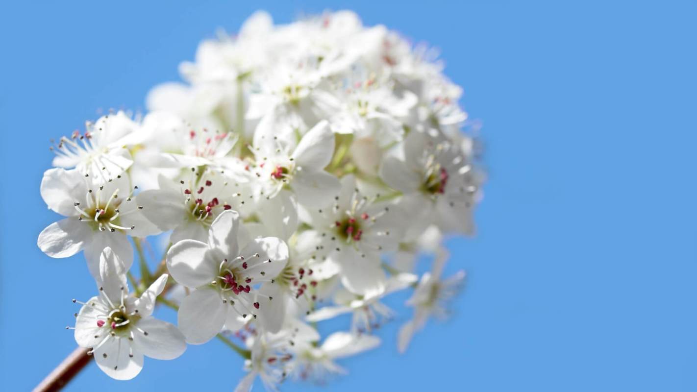 Bradford pear