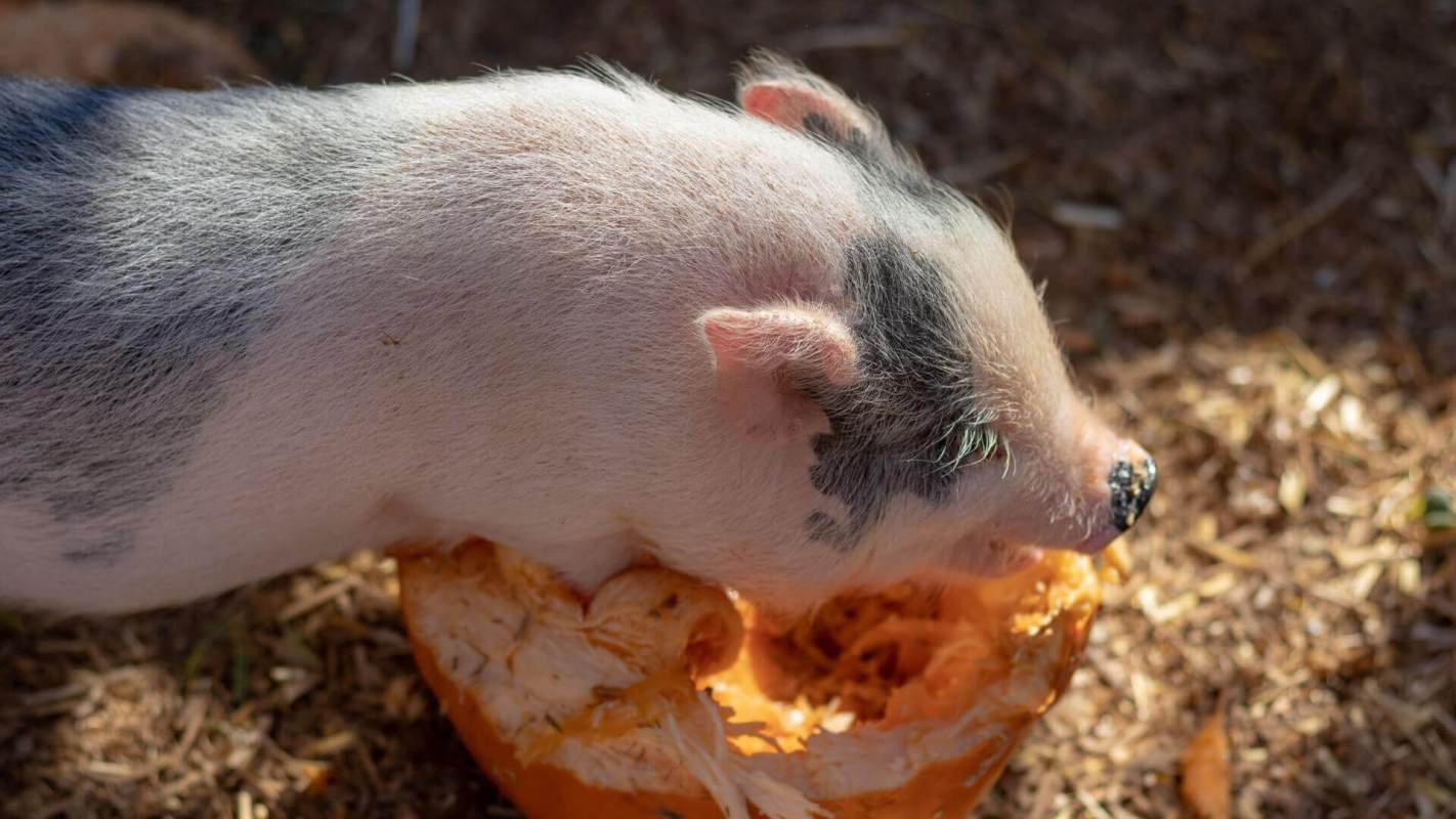 Pig eating pumpkin, Pumpkins For Pigs