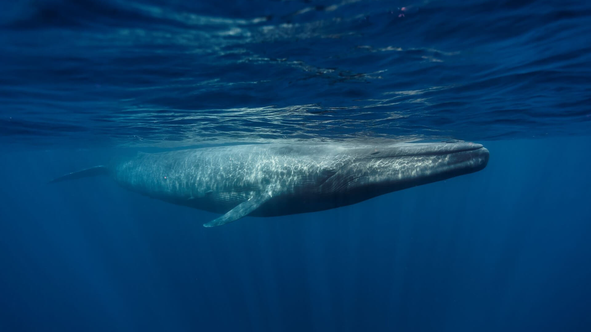 Blue whale