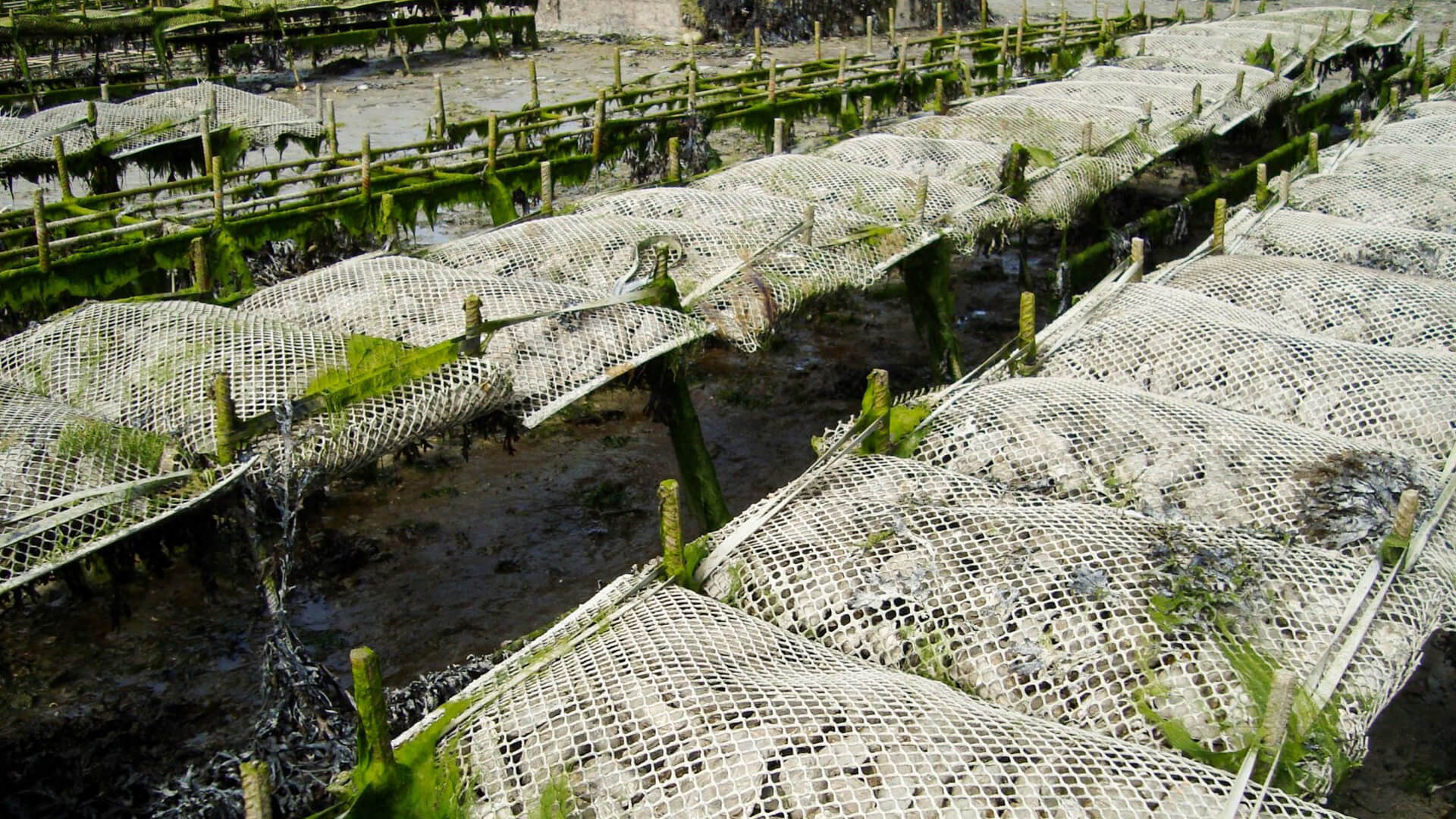 Vertical ocean farms