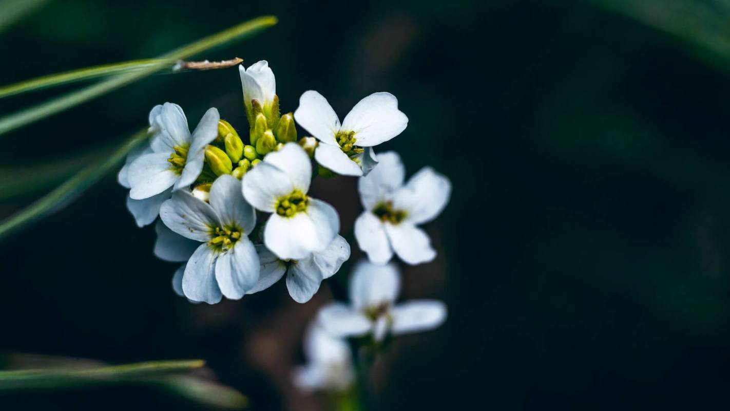 Heat-resistant plant, Thale cress