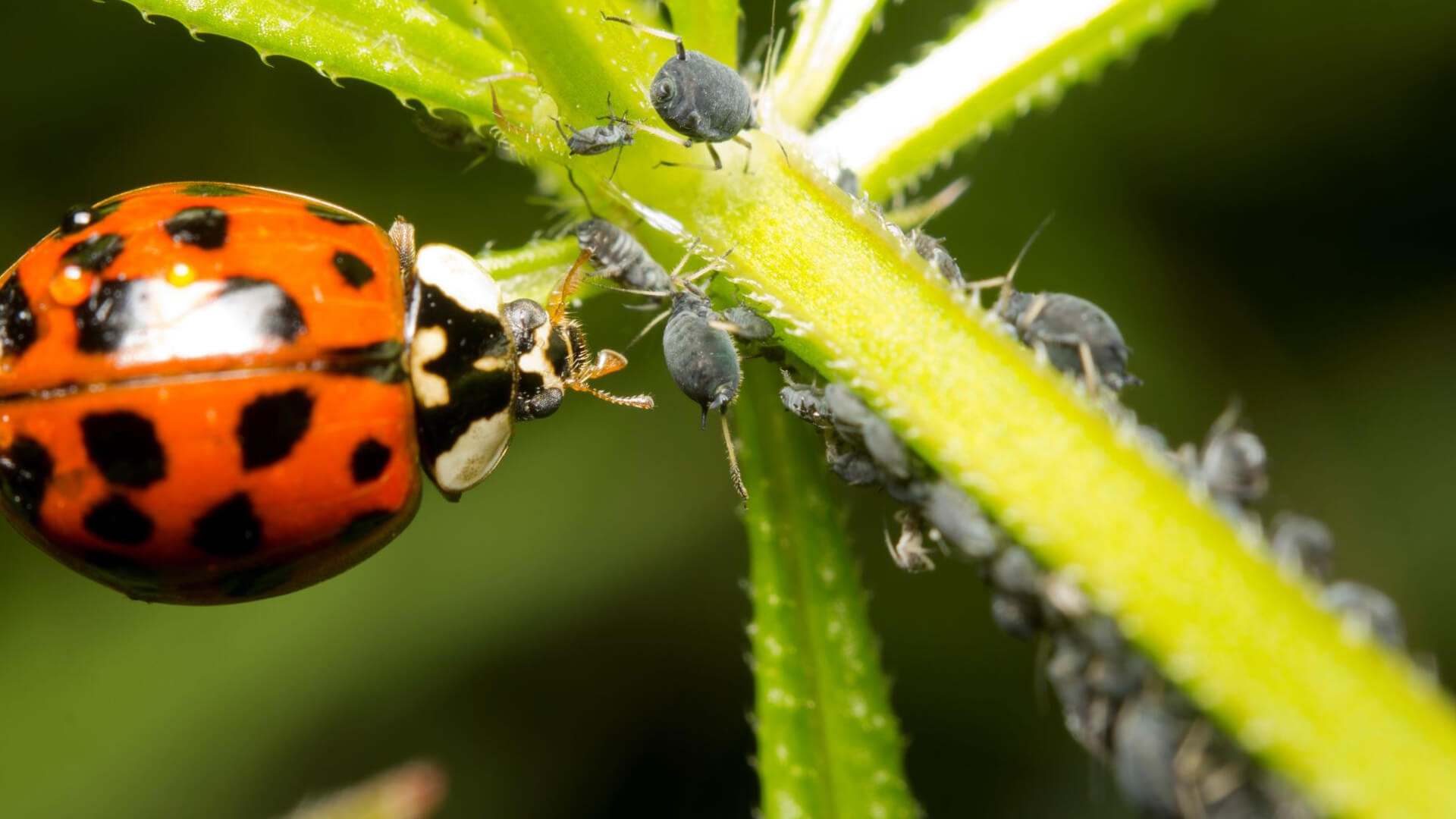 Natural pesticide