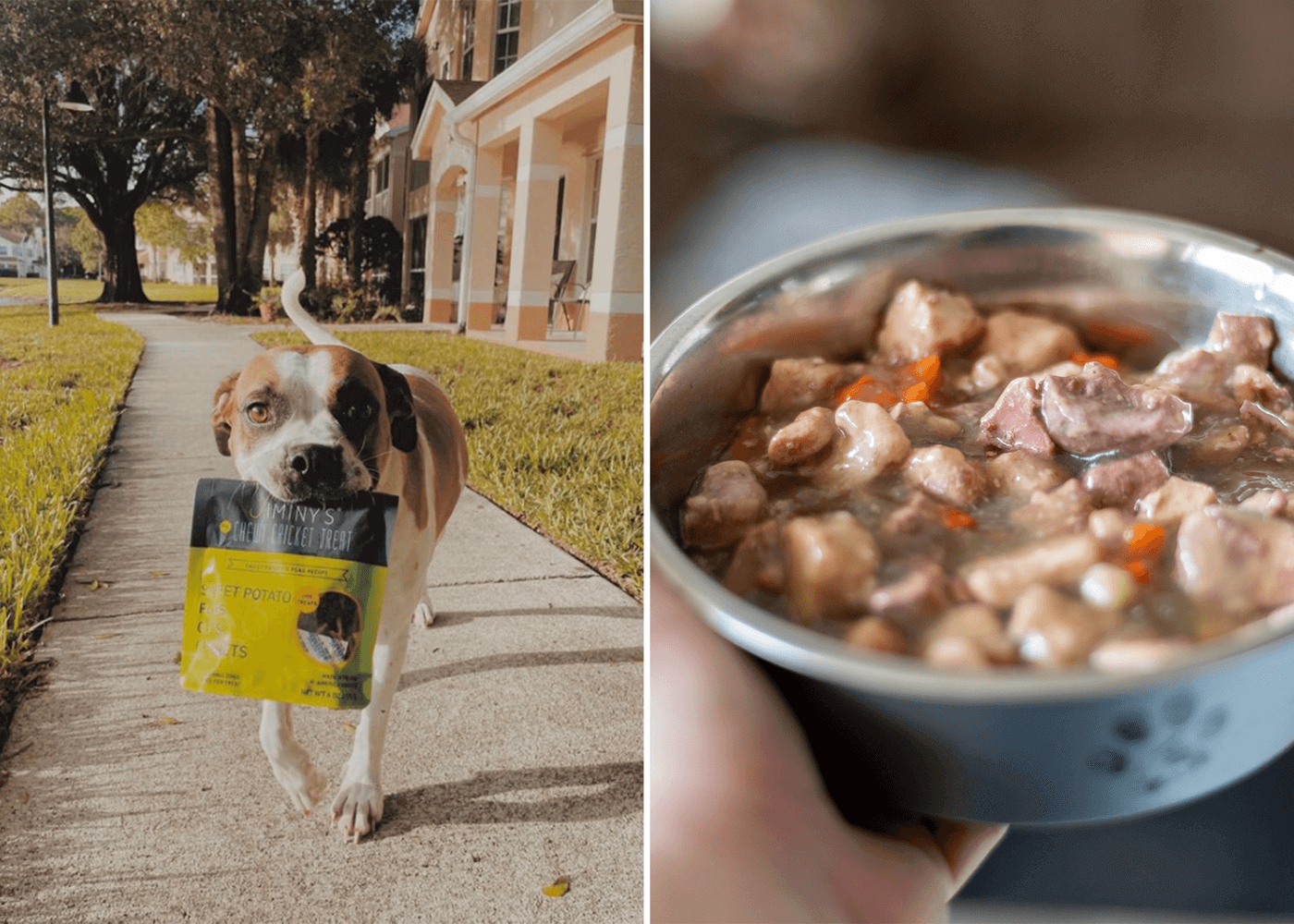 Insect-Based Dog Food