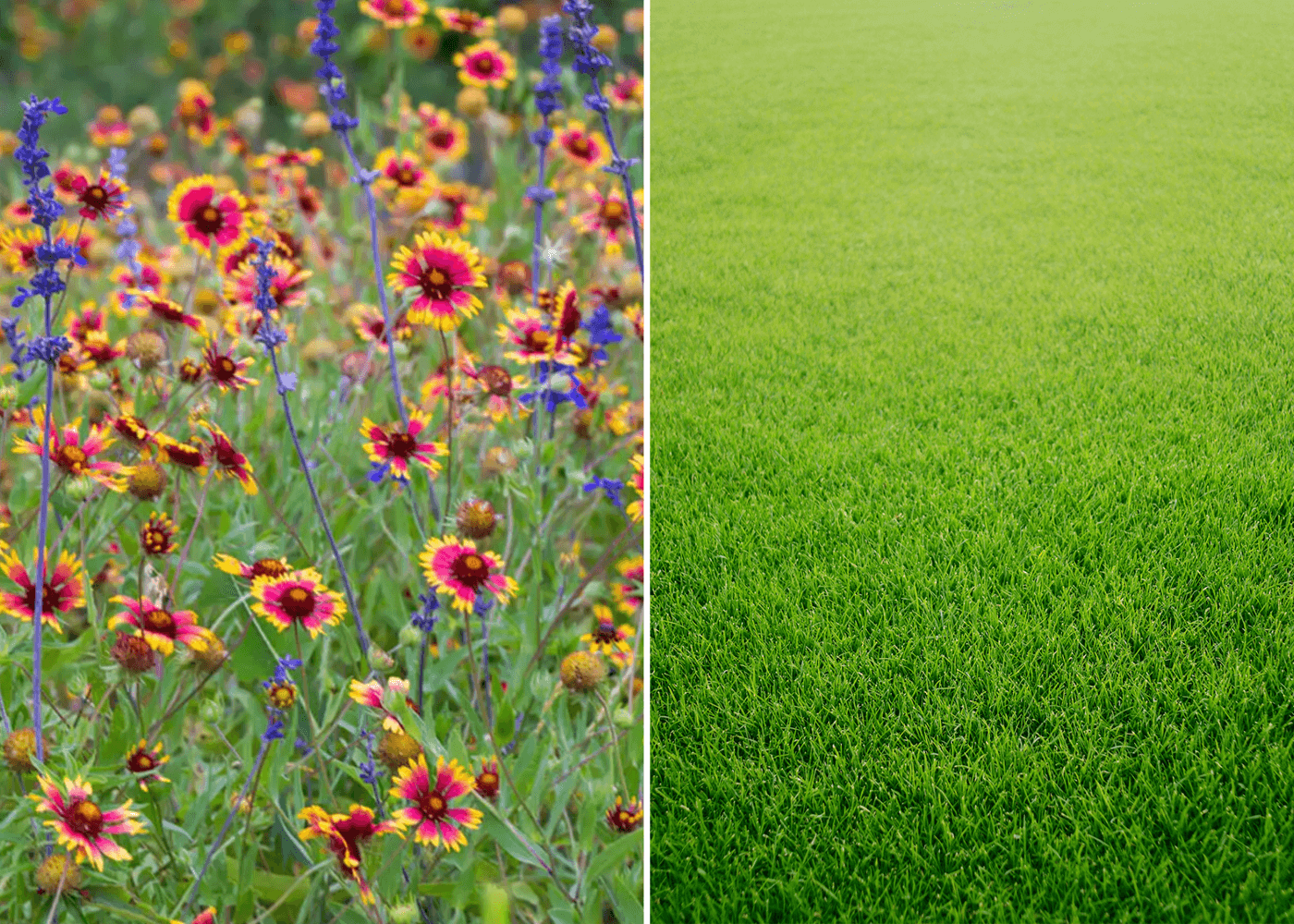 Native Plants 