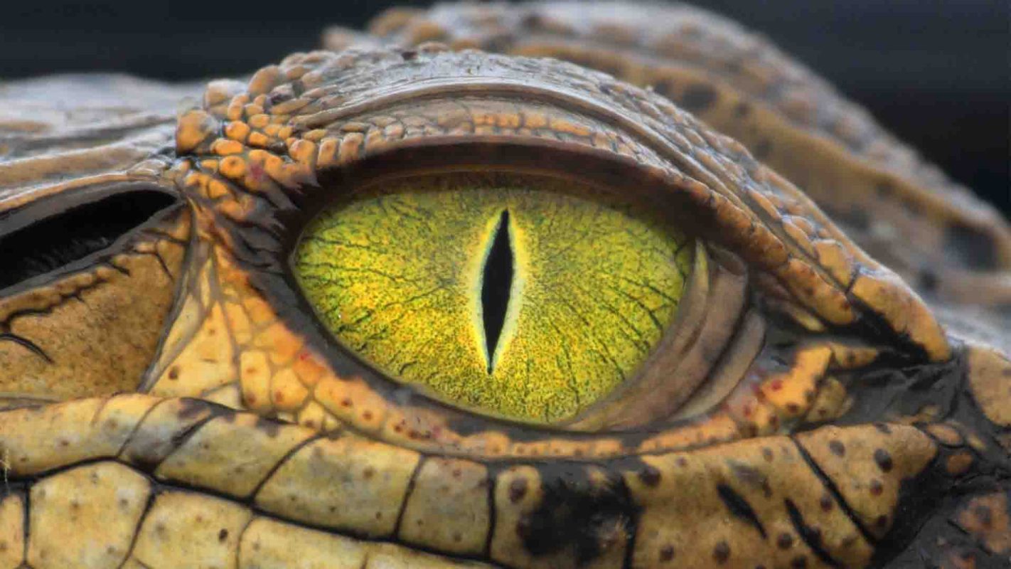 Siamese Crocodile eye