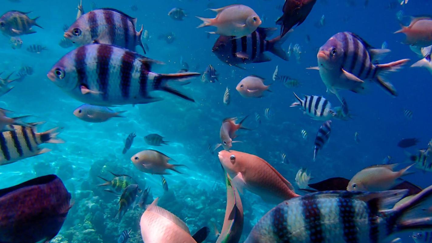 Marine reserve, Cabo Pulmo , coral reef