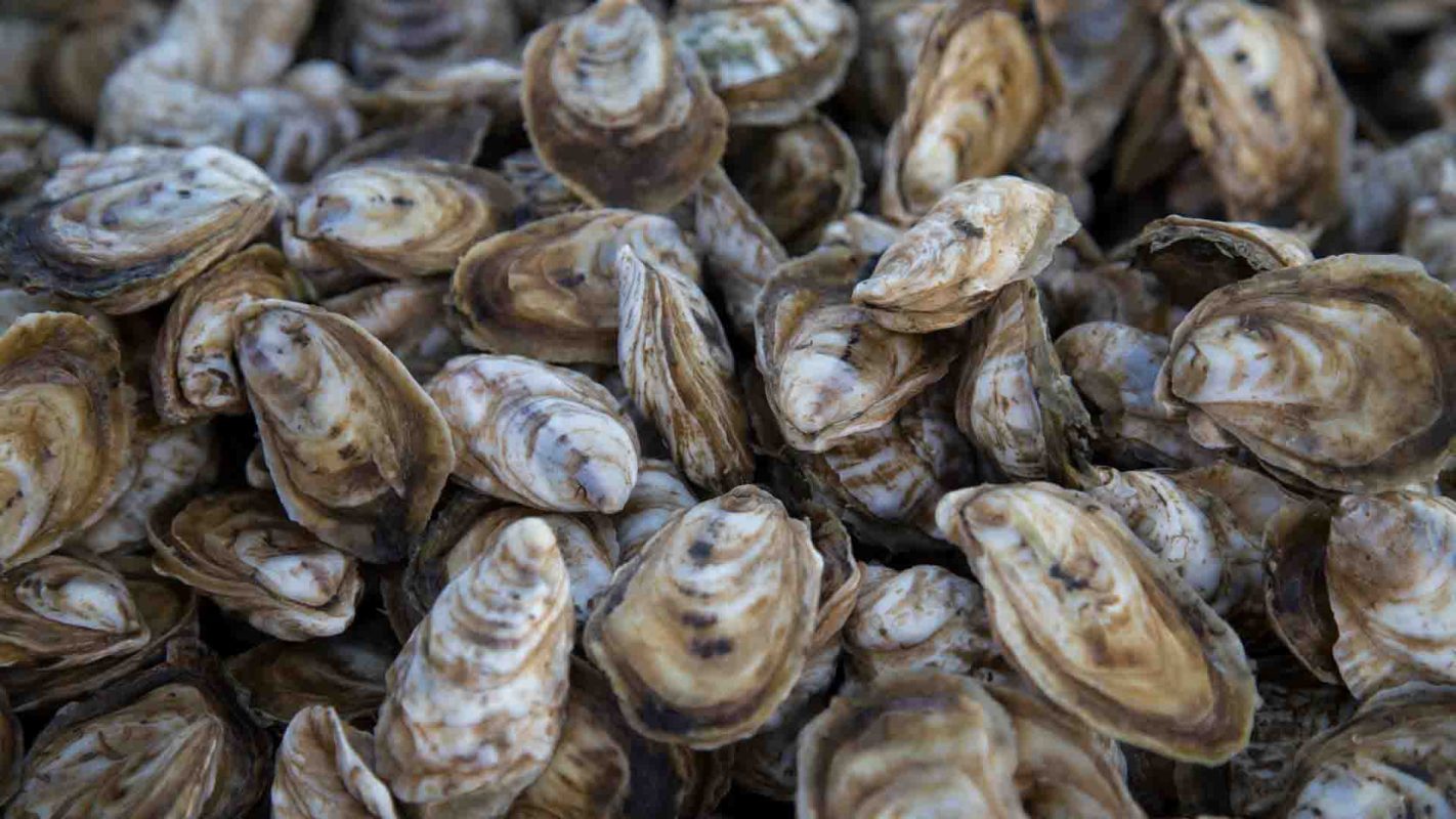 Oyster shells