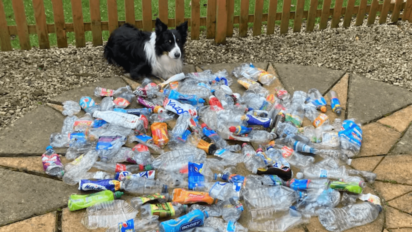 Scruff, the eco-dog