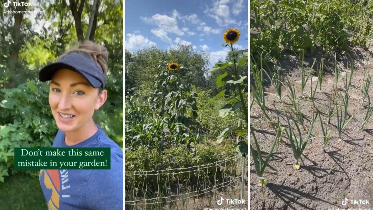 Growing sunflowers