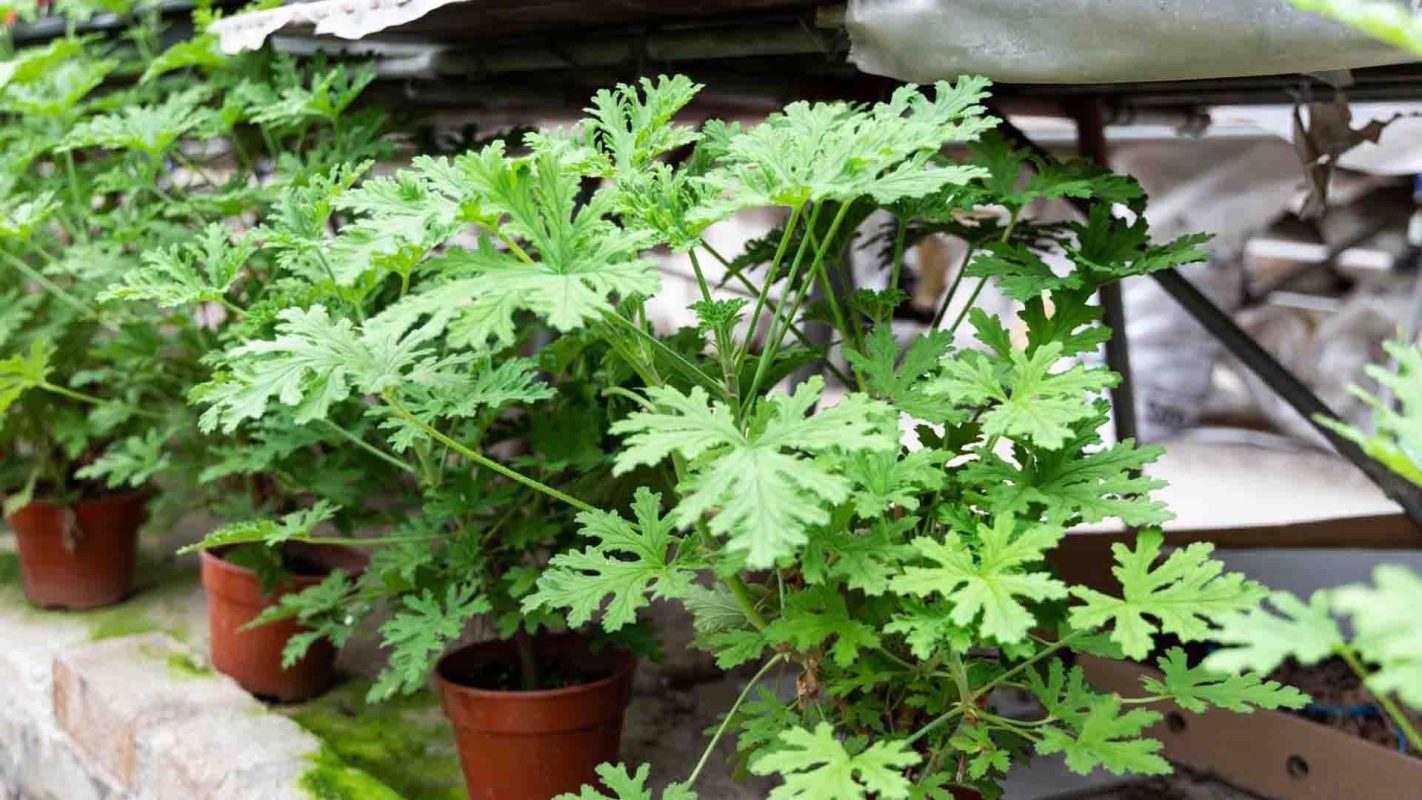 Mosquito repellent citronella plant