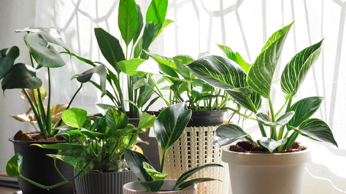 Houseplants, genetically engineered plant