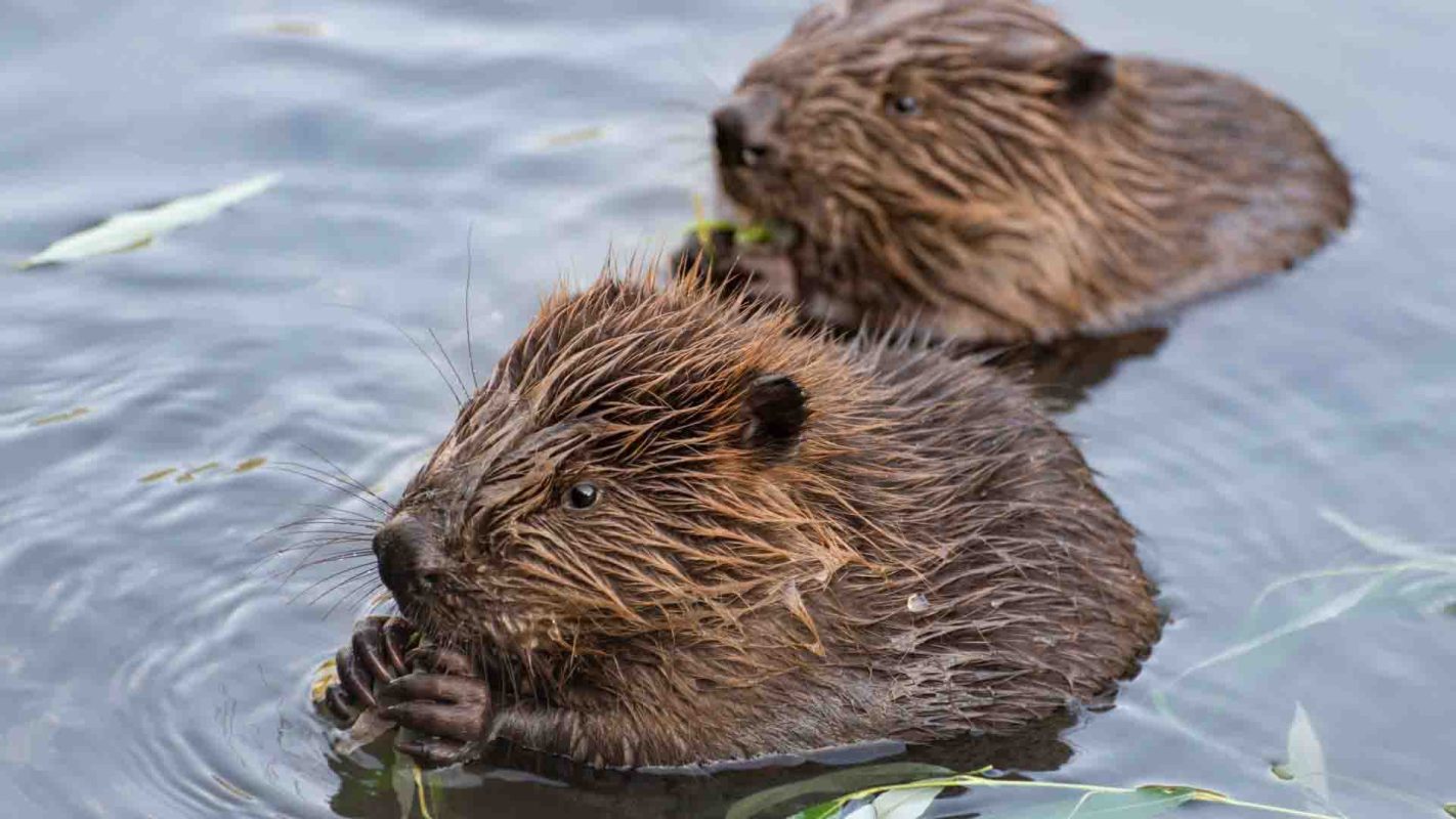 Beavers