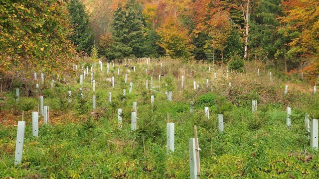 Carbon removal reforestation