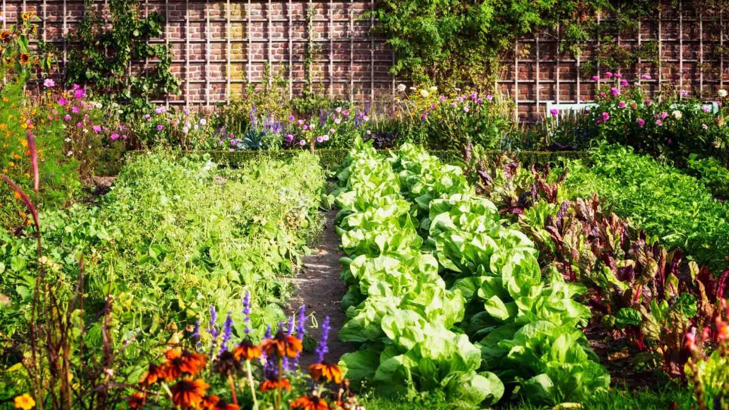 Victor Edalia created an urban garden