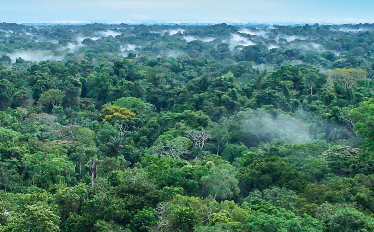 Amazon rainforest