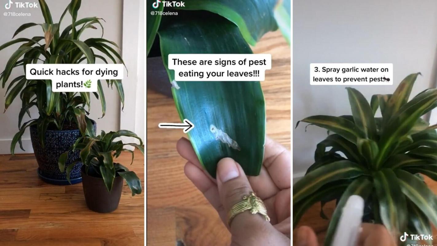 Save your plants
