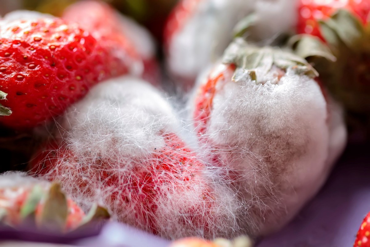 Moldy Berries