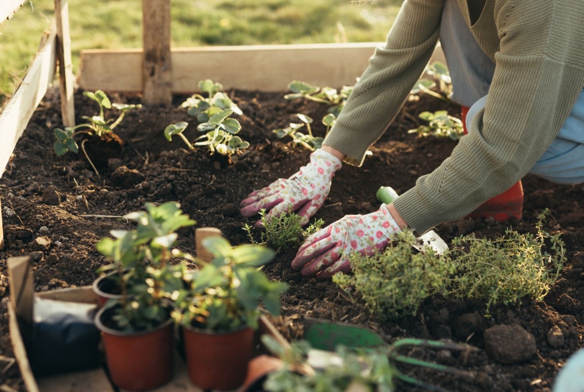 Homegrown foods