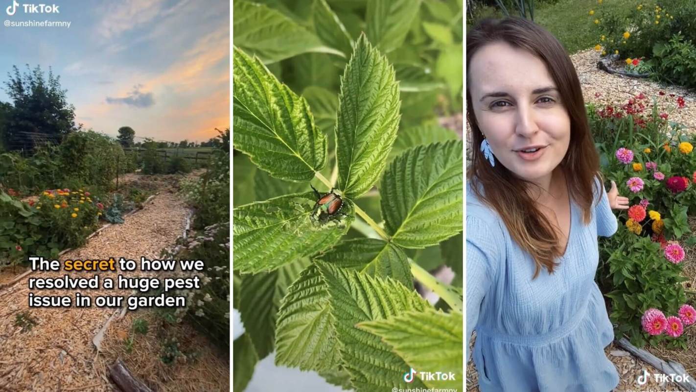 hack to keep Japanese beetles out of your garden