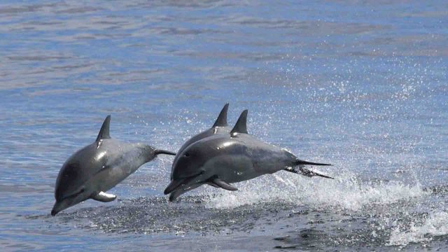 Dolphins swimming Bronx River